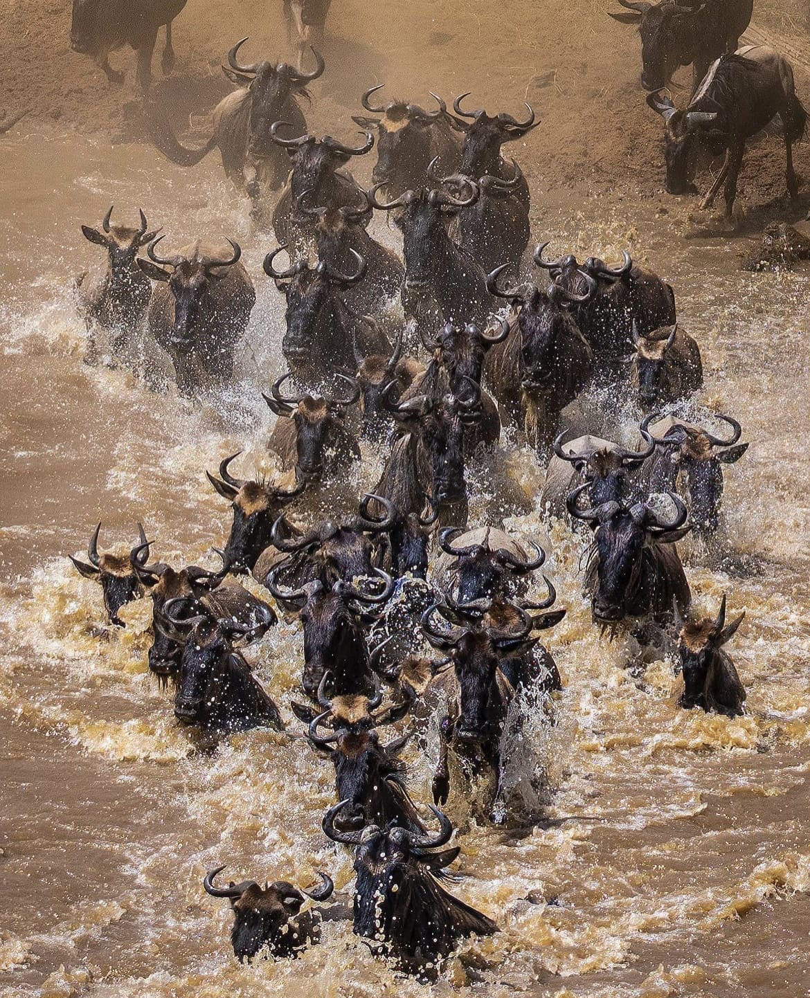 Wildebeest Great Migration